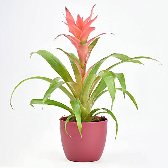 Beautiful Red Guzmania Plant singapore | Gift Beautiful Red Guzmania ...