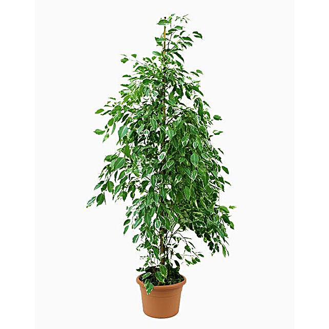 Ficus Benjamina Starlight Plant Pot singapore | Gift Ficus Benjamina ...