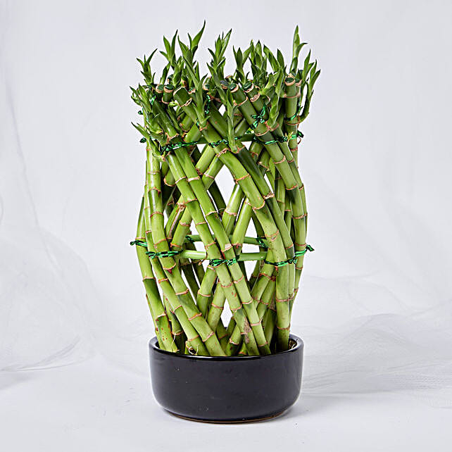 Good Luck Wishes With Designer Lucky Bamboo uae Gift Good Luck Wishes