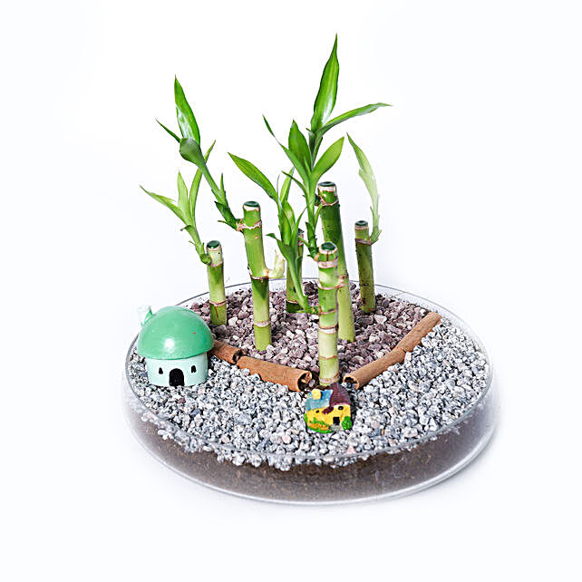 Shade Of Lucky Bamboo Uae Gift Shade Of Lucky Bamboo FNP   Shade Of Lucky Bamboo 1 