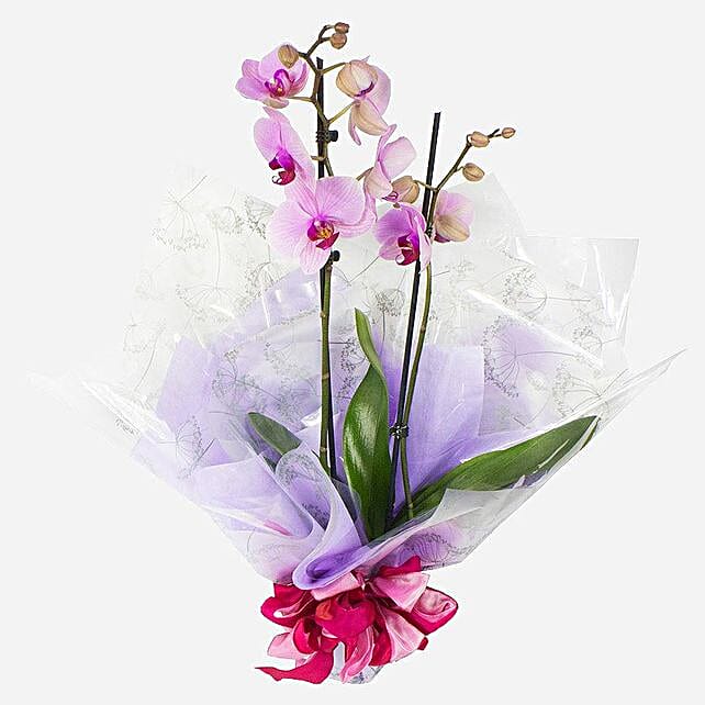 Gift Wrapped Orchid Plant uk Gift Gift Wrapped Orchid Plant FNP