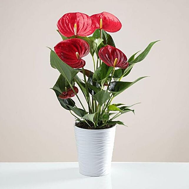 The Red Anthurium Happy Bunch uk | Gift The Red Anthurium Happy Bunch- FNP