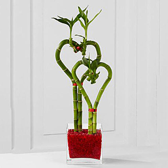 Grow Romance 2 Heart Shaped Bamboo Plant usa Gift Grow Romance 2