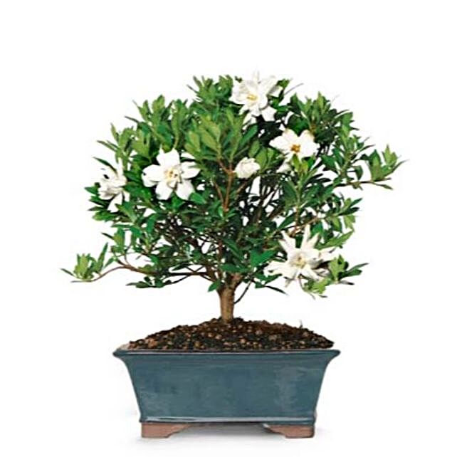 Bonsai White Blooms Plant usa | Gift Bonsai White Blooms Plant- FNP