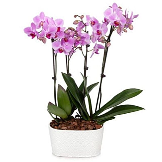 Pure Love Orchid Plant usa | Gift Pure Love Orchid Plant- FNP