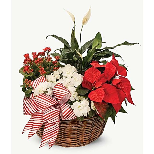 Gift Vibrant Christmas Floral Magic Ferns N Petals