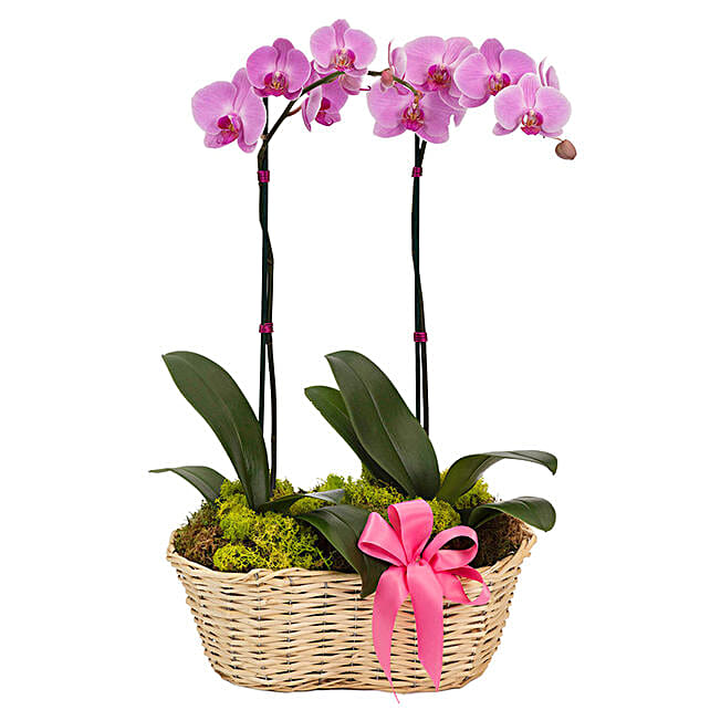 Exquisite Phalaenopsis Orchids Basket Arrangement usa Gift Exquisite