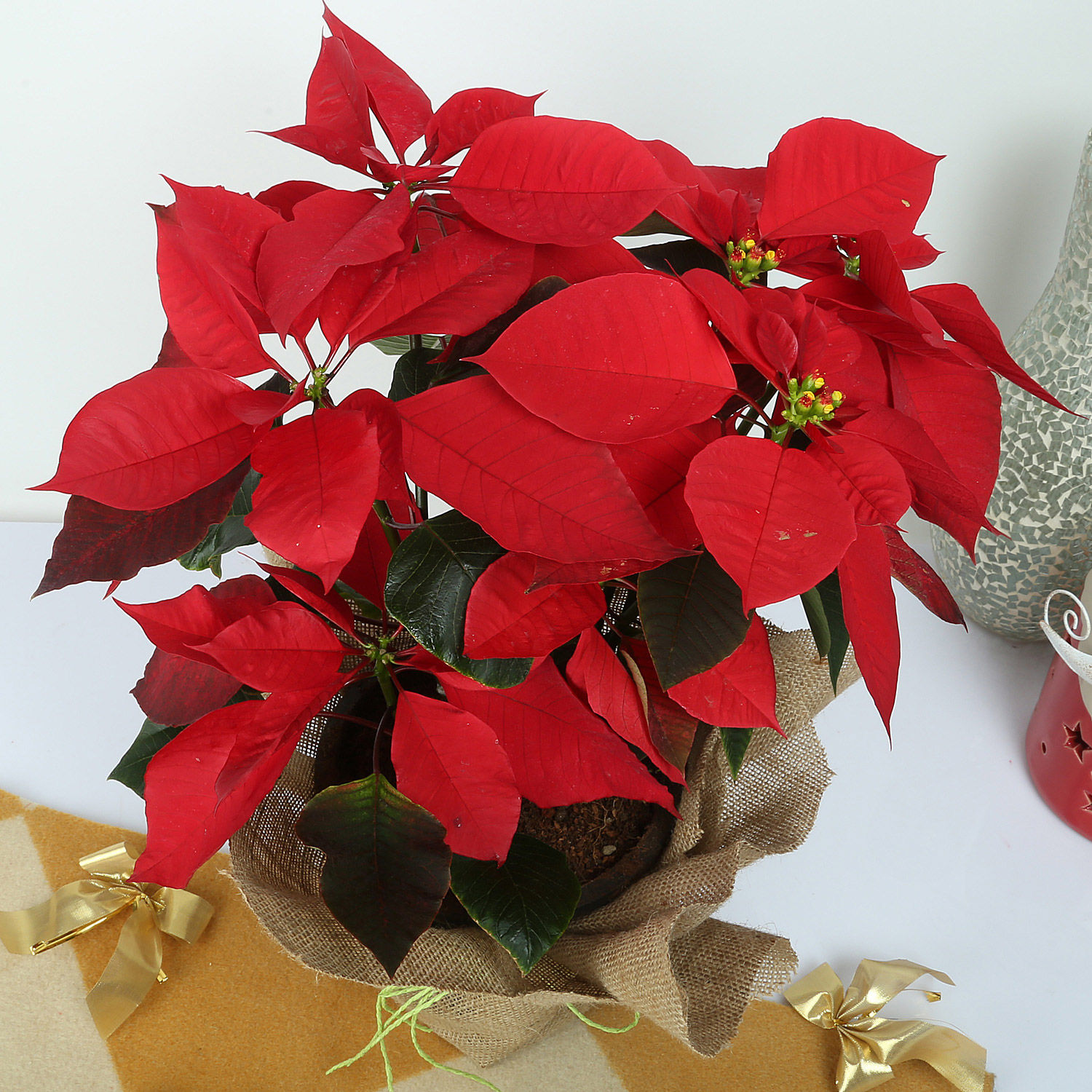 Buy/Send Beautiful Poinsettia Plant Online Ferns N Petals