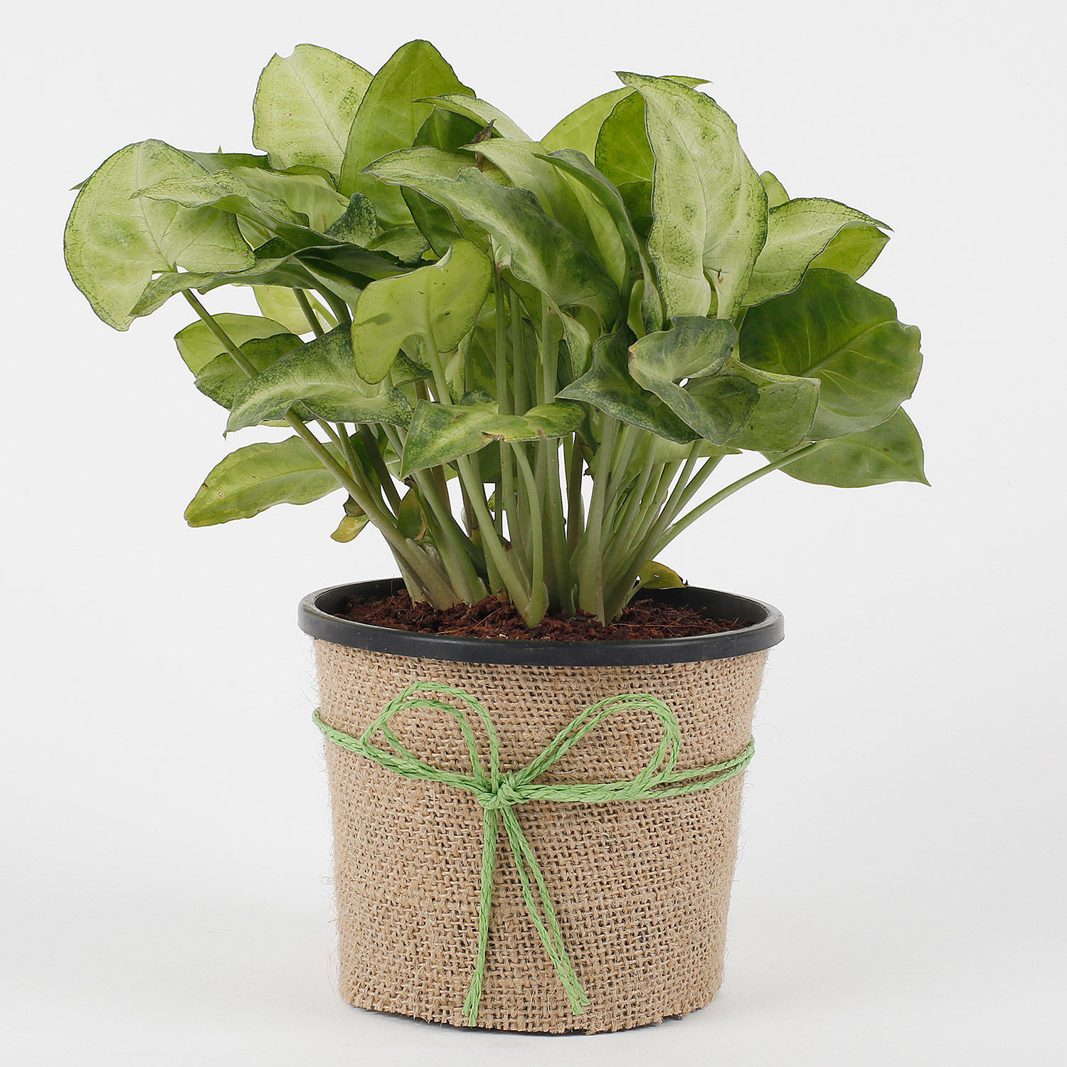 Buy/Send Hue of Green Syngonium Plant Online- Ferns N Petals