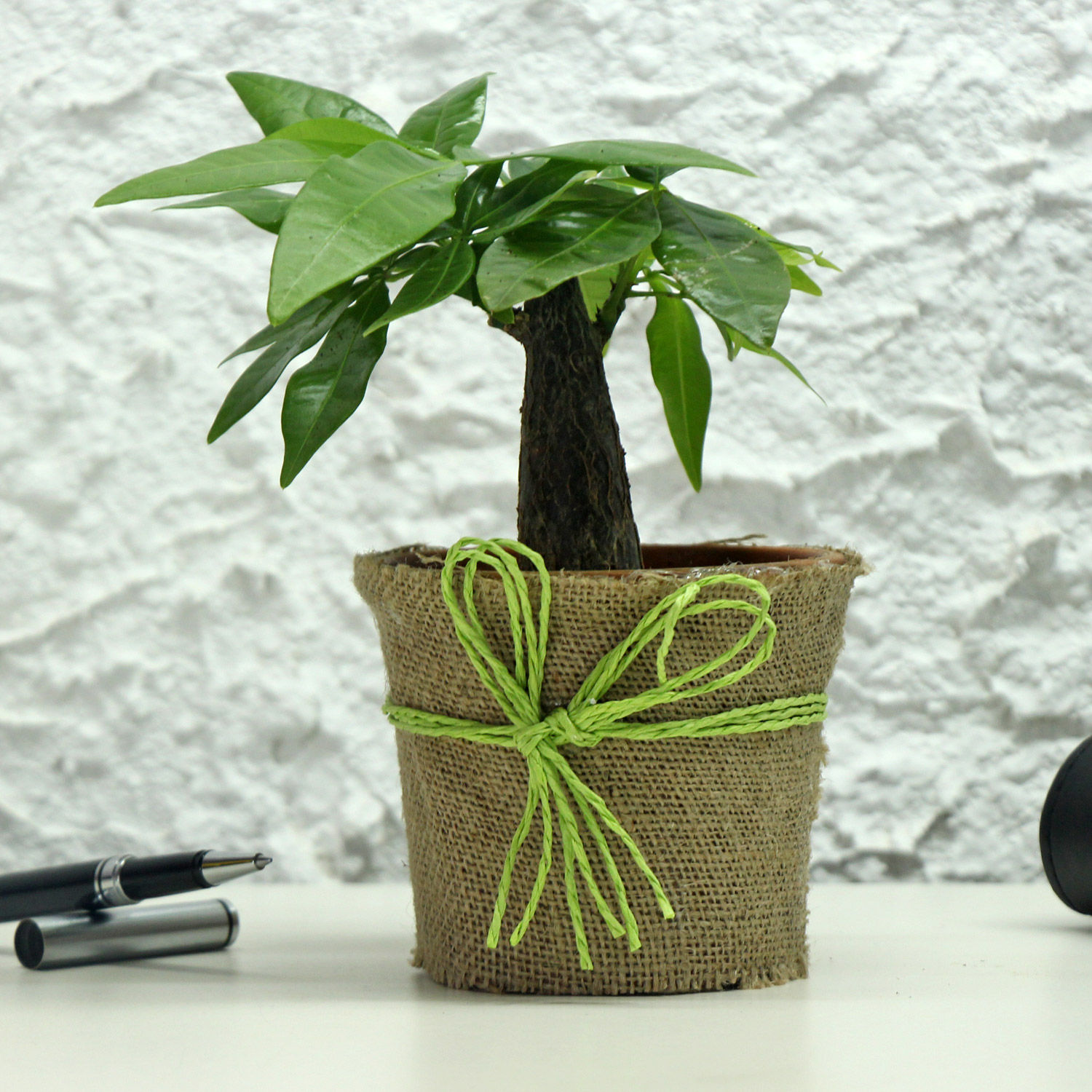 Buy/Send Lucky Money Tree Online Ferns N Petals