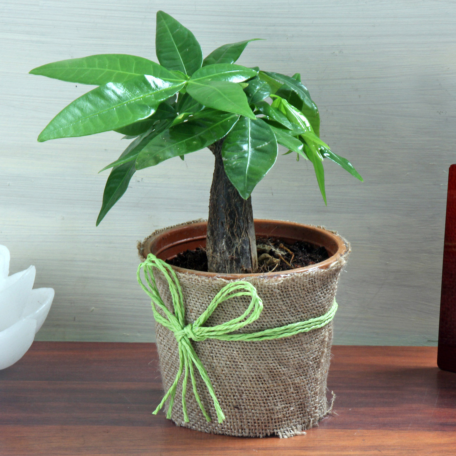 Buy/Send Lucky Money Tree Online Ferns N Petals