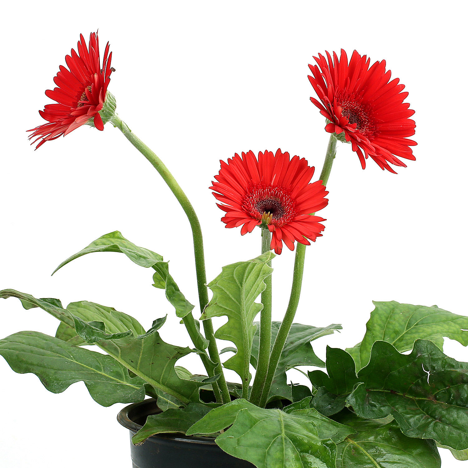 Buy/Send Potted Gerbera Plant Online Ferns N Petals