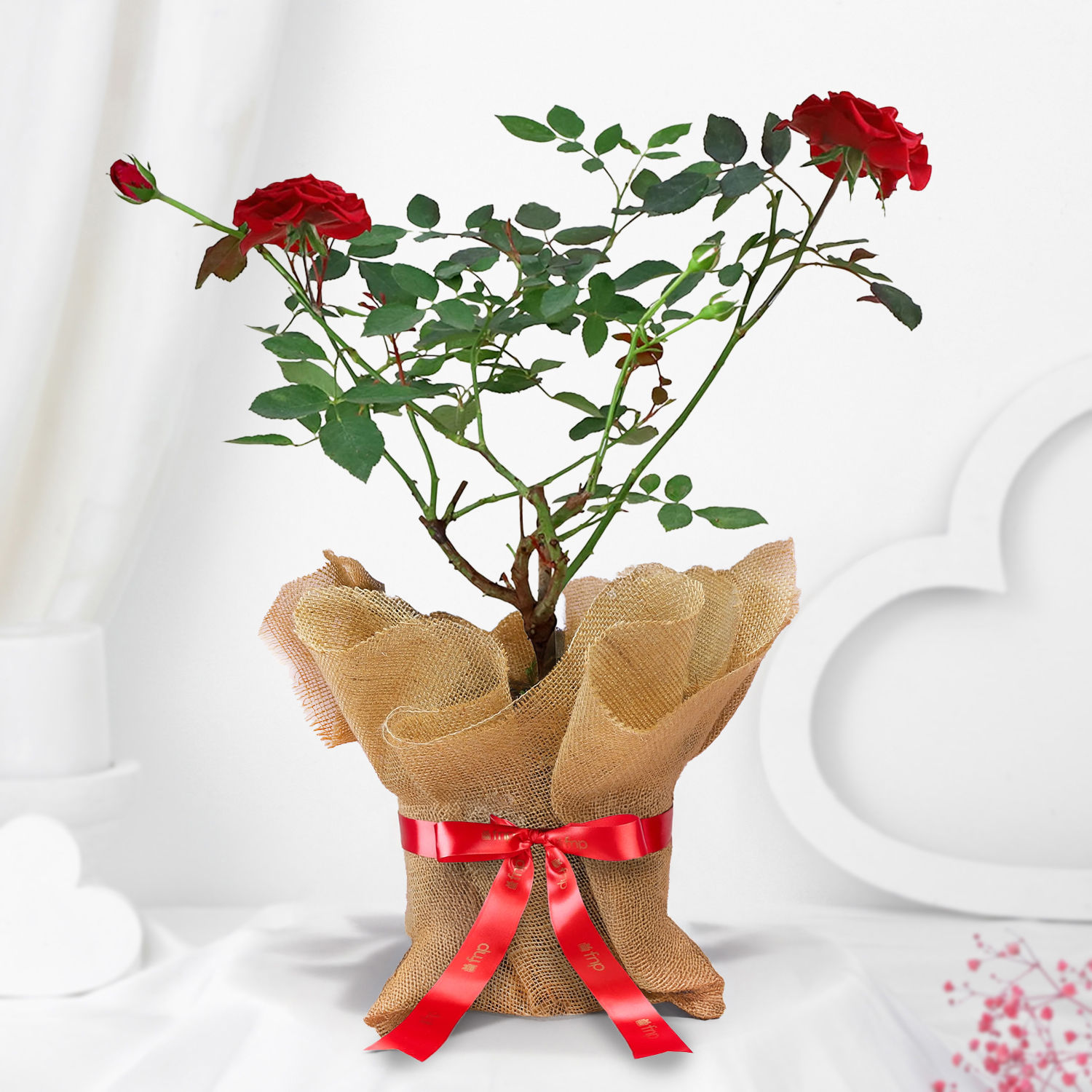 Buy/Send Potted Rose Plant Online Ferns N Petals