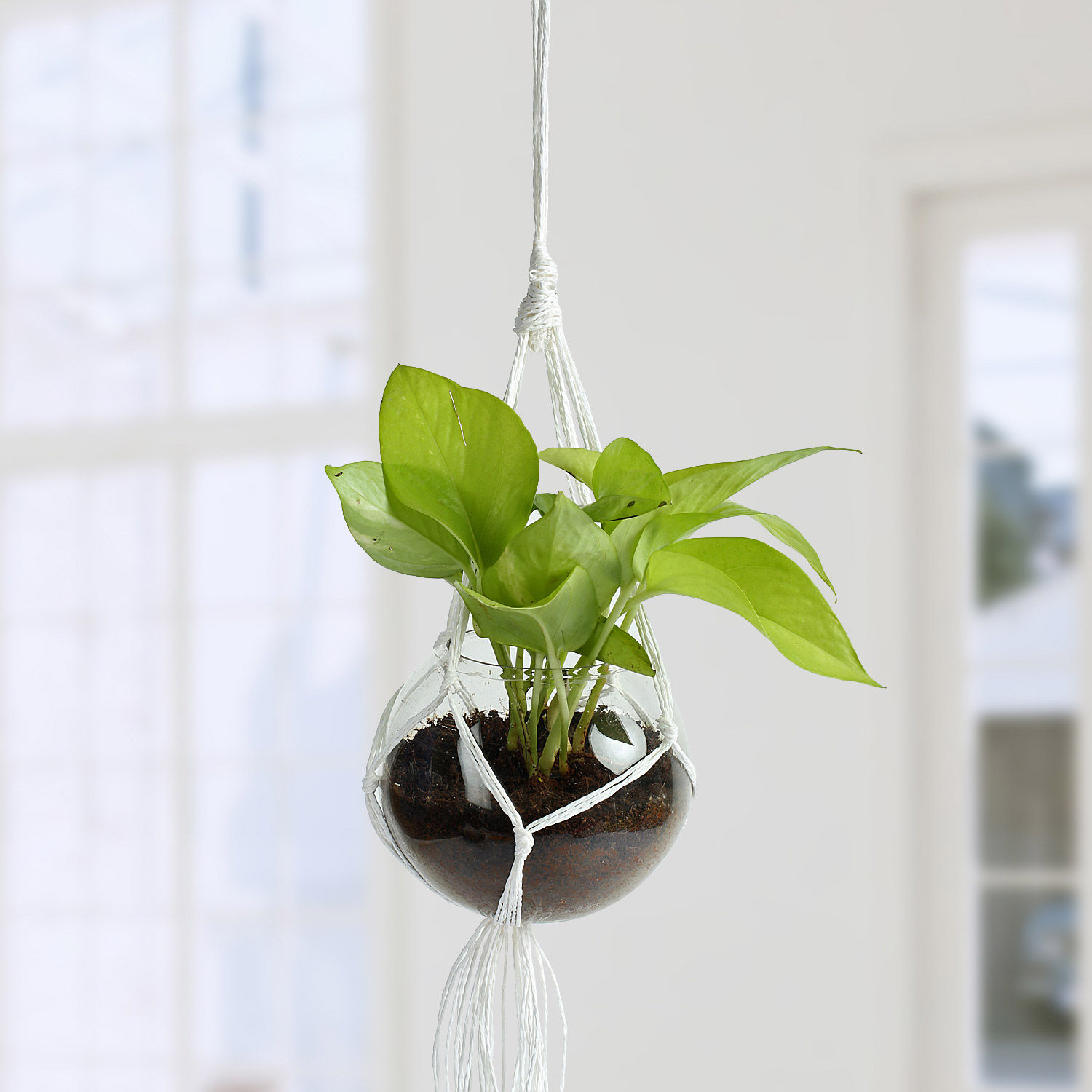 Buy/Send Beautiful Golden Pothos Hanging Terrarium Online Ferns N Petals