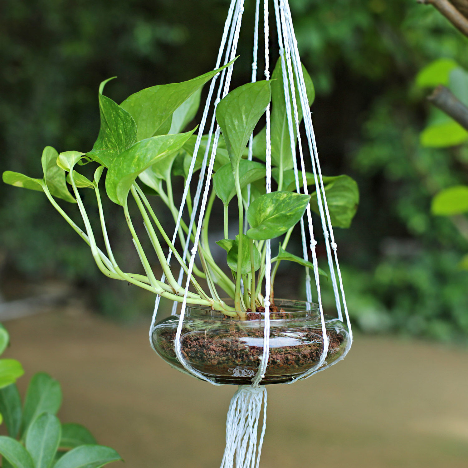 Buy/Send Evergreen Hanging Money Plant Terrarium Online Ferns N Petals