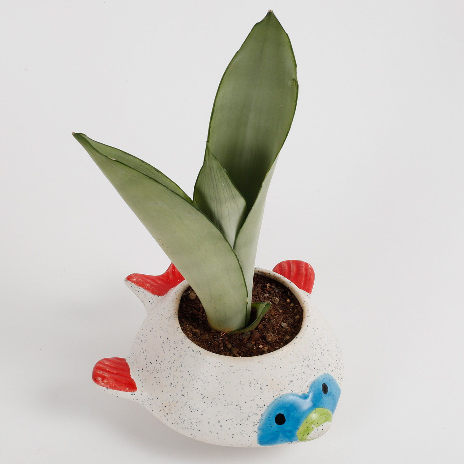 sansevieria silver blue