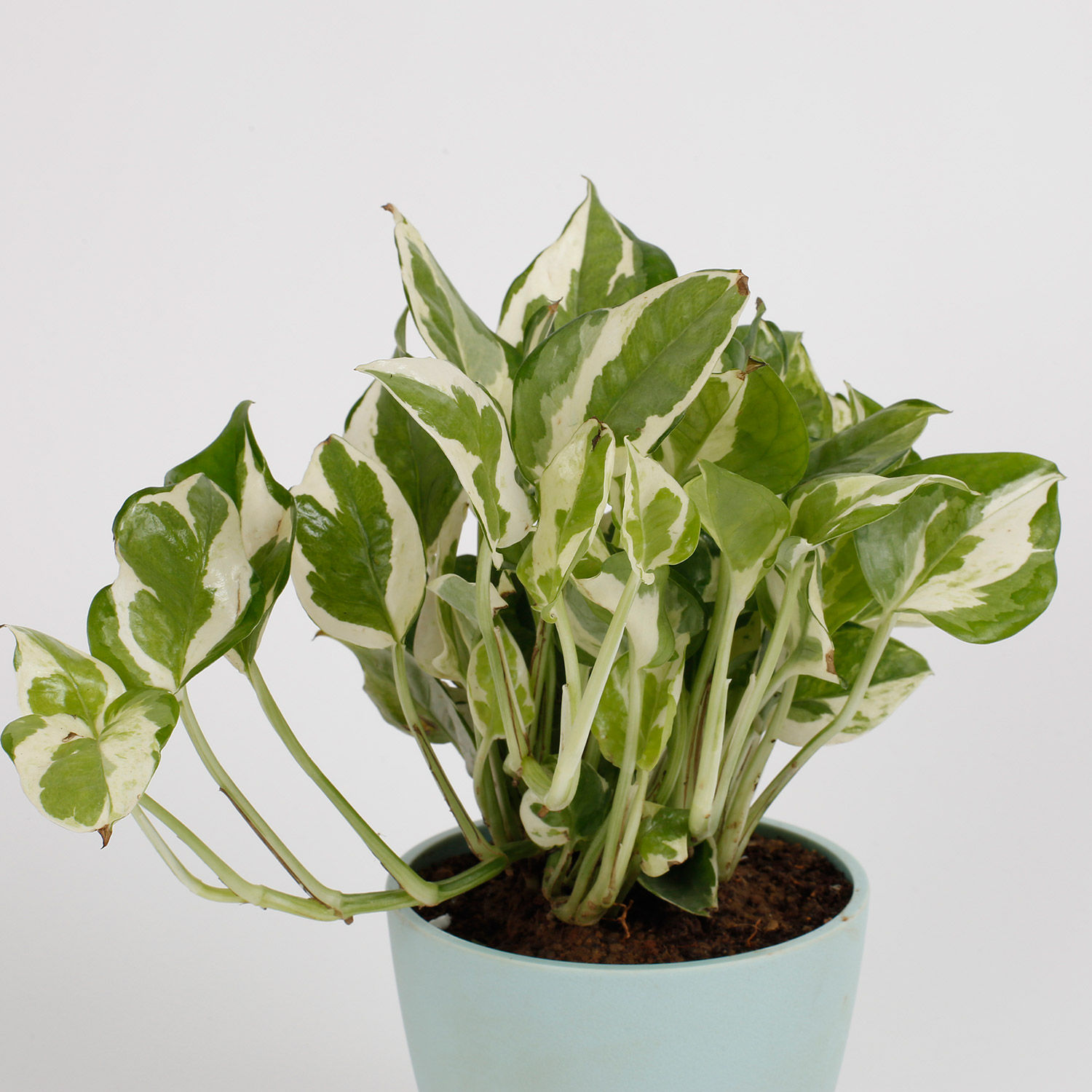 Buy/Send Enchanting White Pothos Plant Online- Ferns N Petals