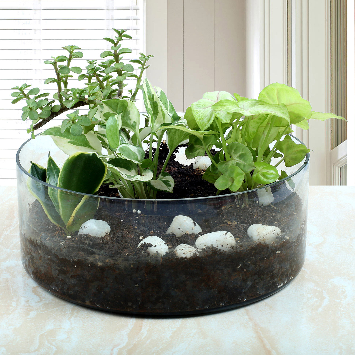 Buy/Send Syngonium And Jade Terrarium Online Ferns N Petals