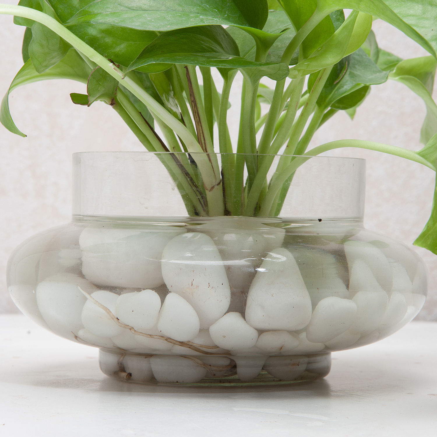 Divine Money Plant Terrarium Gift Money plant in a round glass