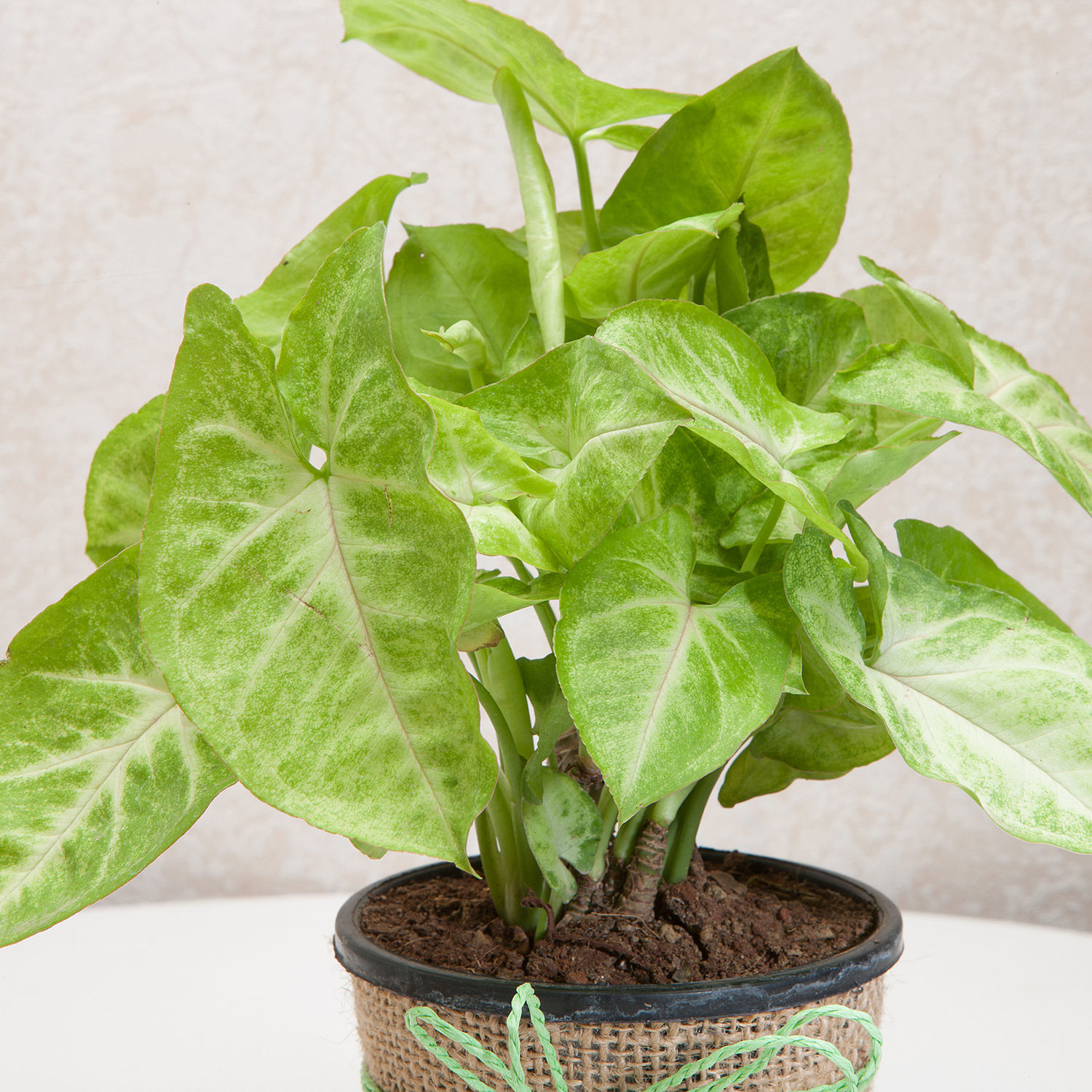 Buy/Send Hue of Green Syngonium Plant Online- Ferns N Petals