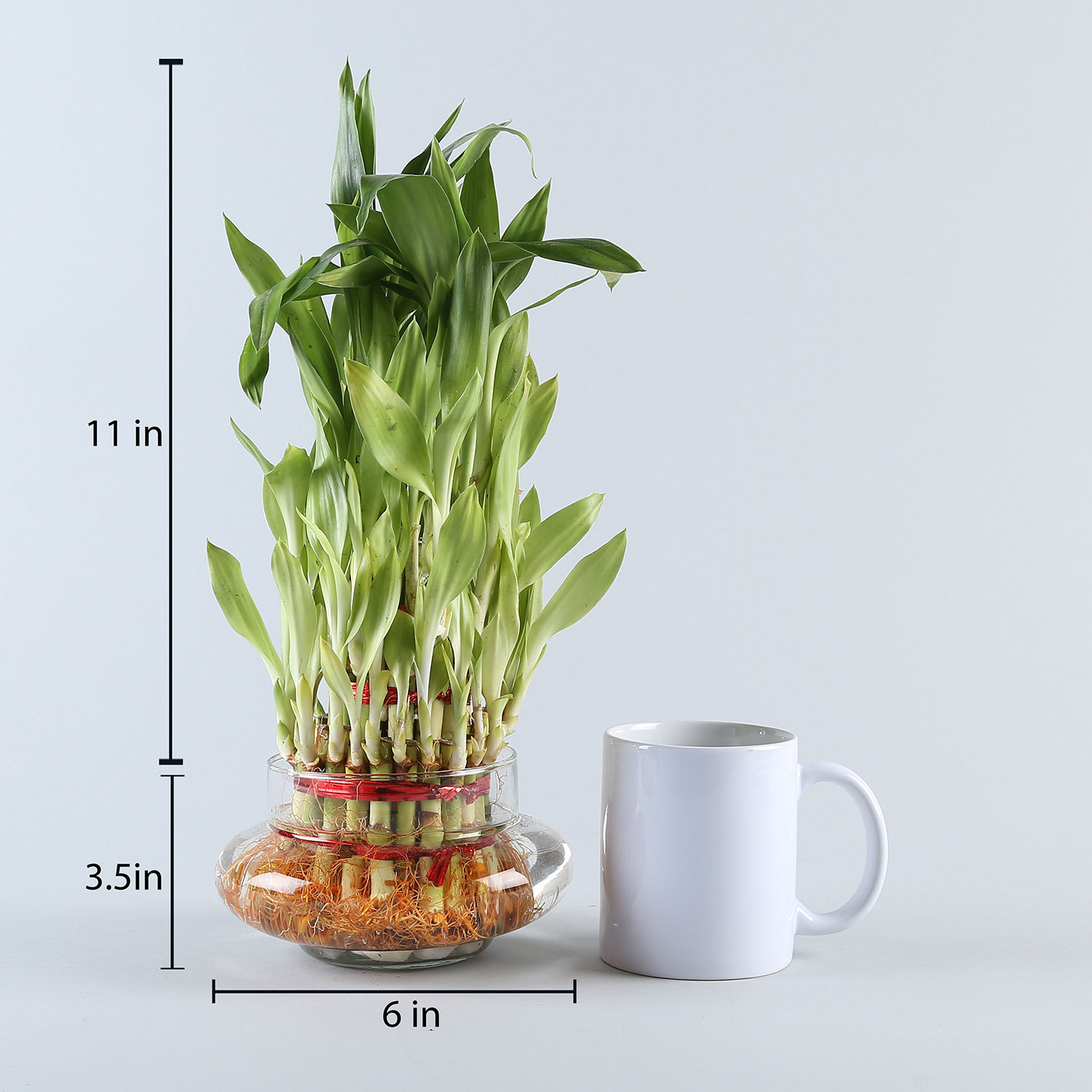 Buy/Send Three Layer Bamboo Good Luck Terrarium Online Ferns N Petals