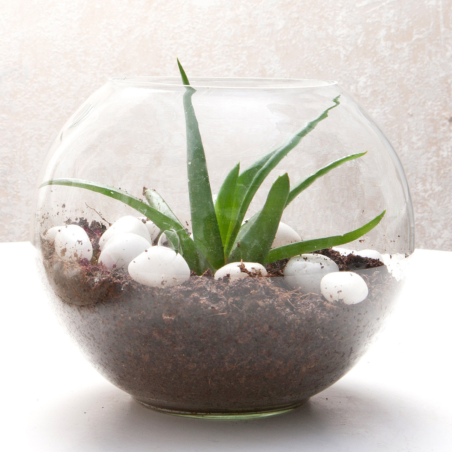 Buy/Send Multipurpose Aloe Vera Plant Terrarium Online Ferns N Petals