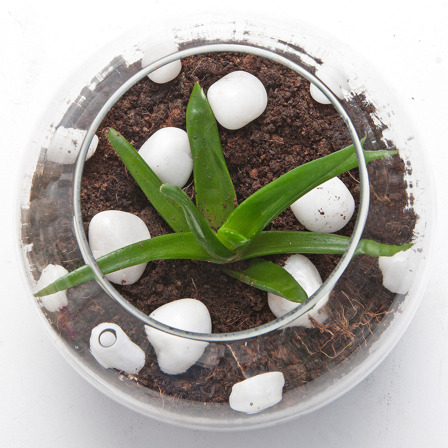 Buy/Send Multipurpose Aloe Vera Plant Terrarium Online Ferns N Petals