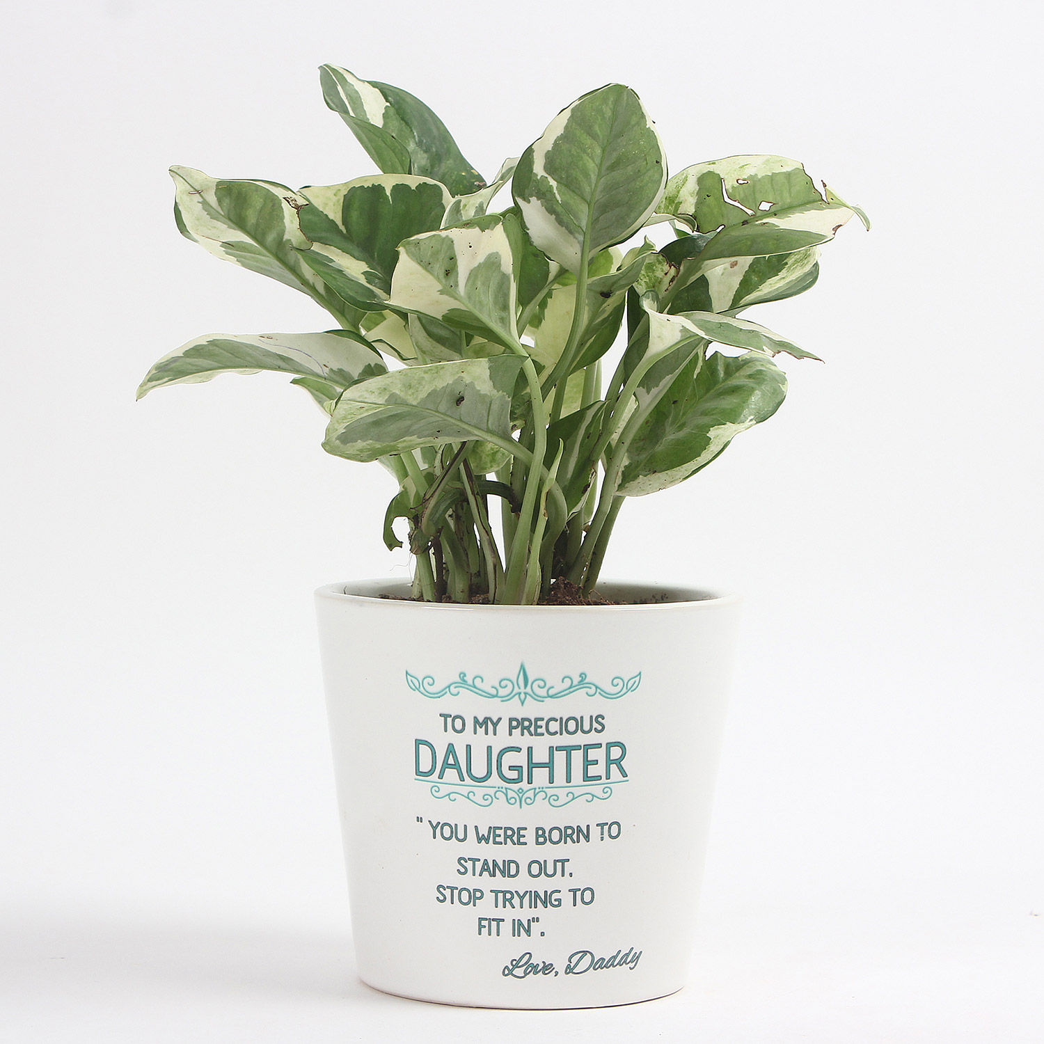 Buy/Send Attractive White Pothos Plant Online Ferns N Petals