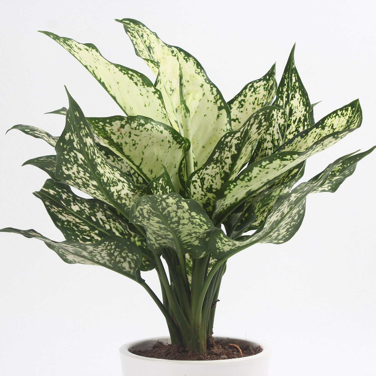 Buy/Send Gorgeous Silver Aglaonema Plant Online- Ferns N Petals