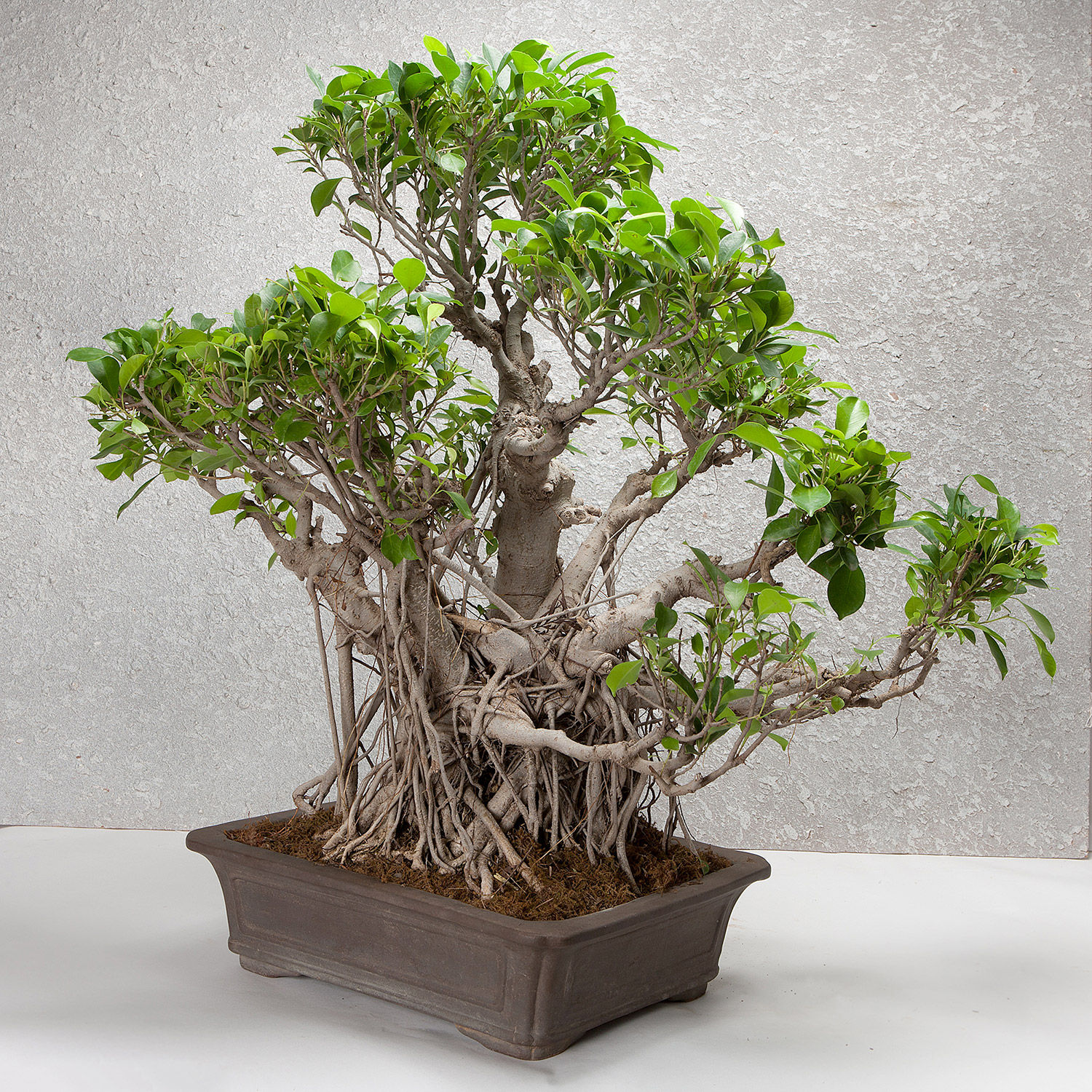 Buy/Send Ficus Ginseng Bonsai Tree 25 Years Old Online Ferns N Petals