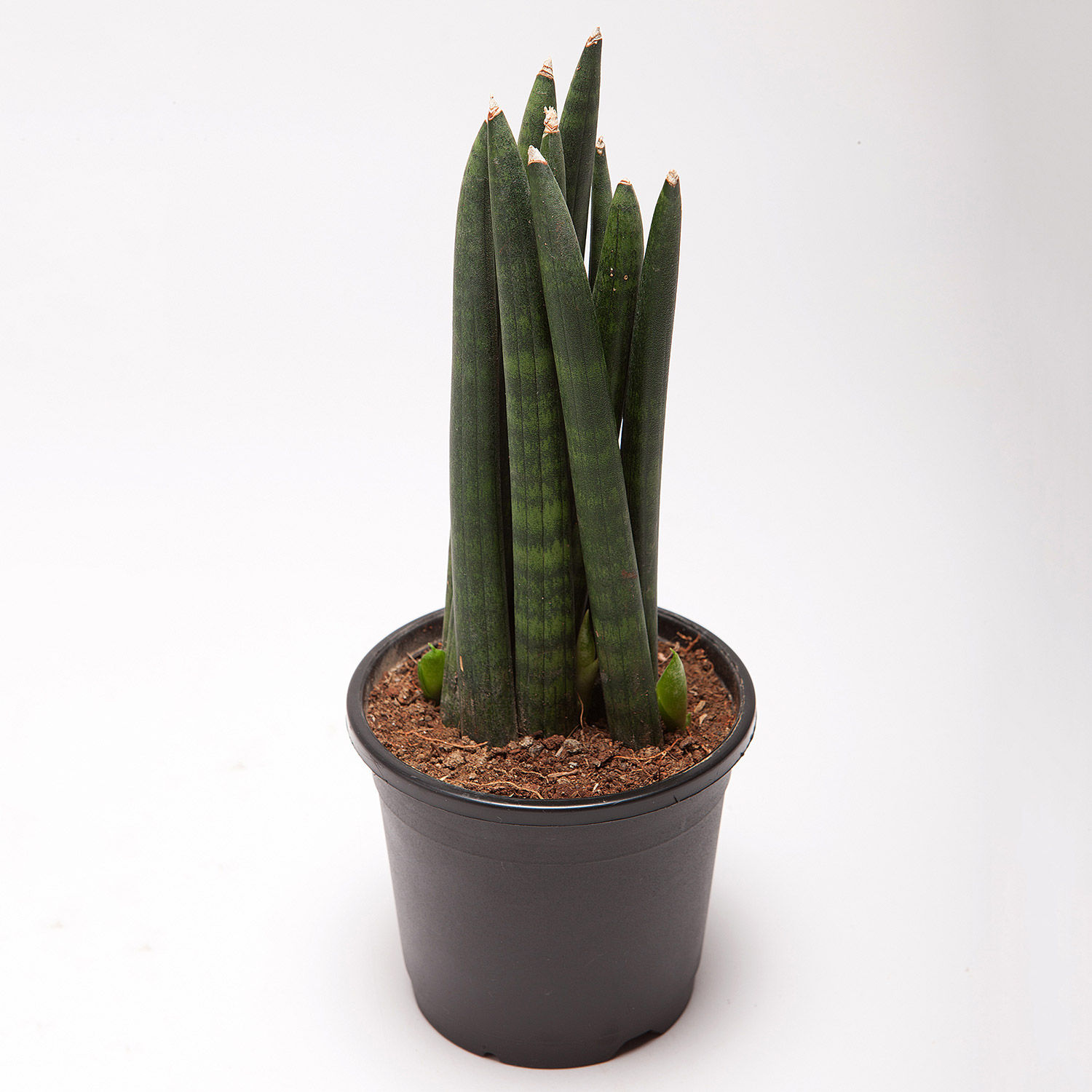 Buy/Send Sansevieria Cylindrica Spear Plant in Black Plastic Pot Online ...