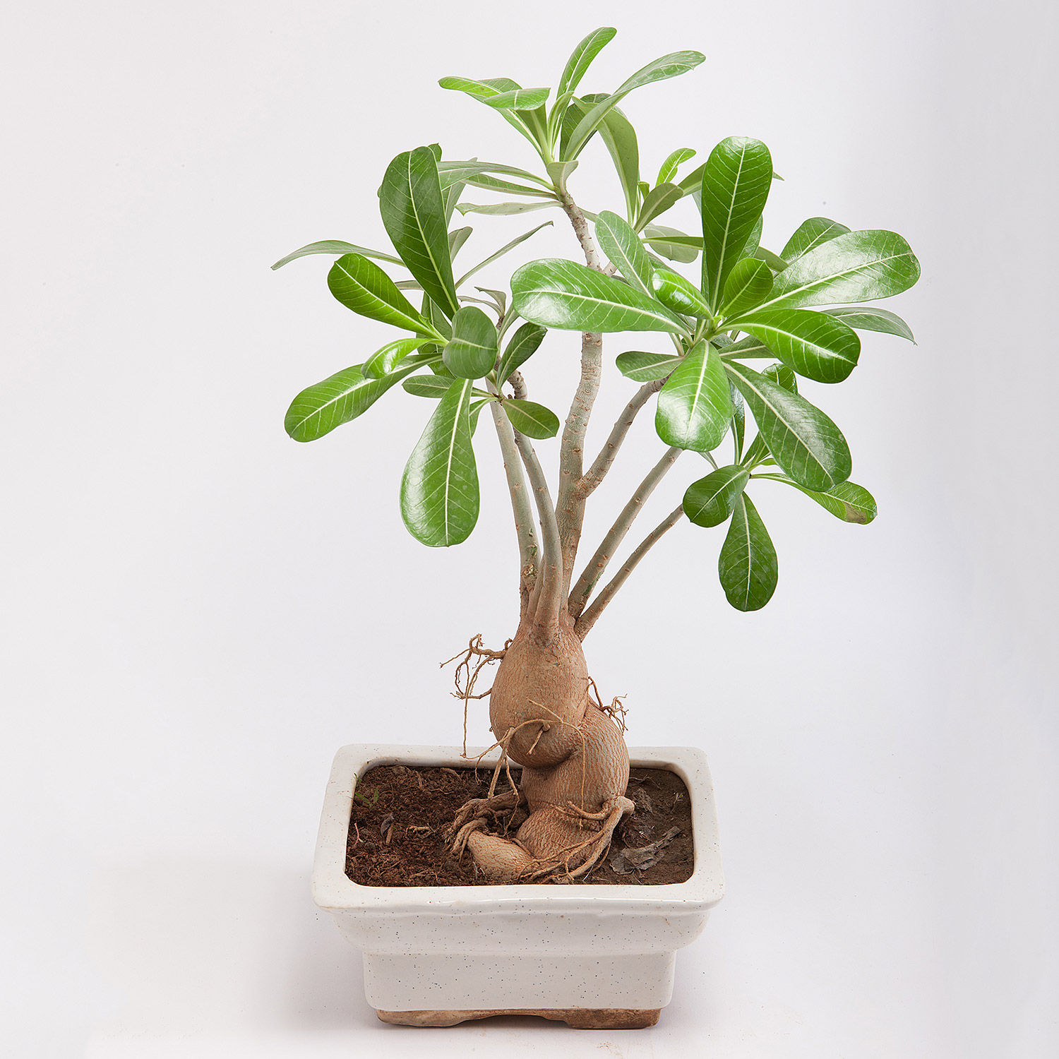 Buy/Send Adenium Bonsai Plant in Rectangular Ceramic Pot