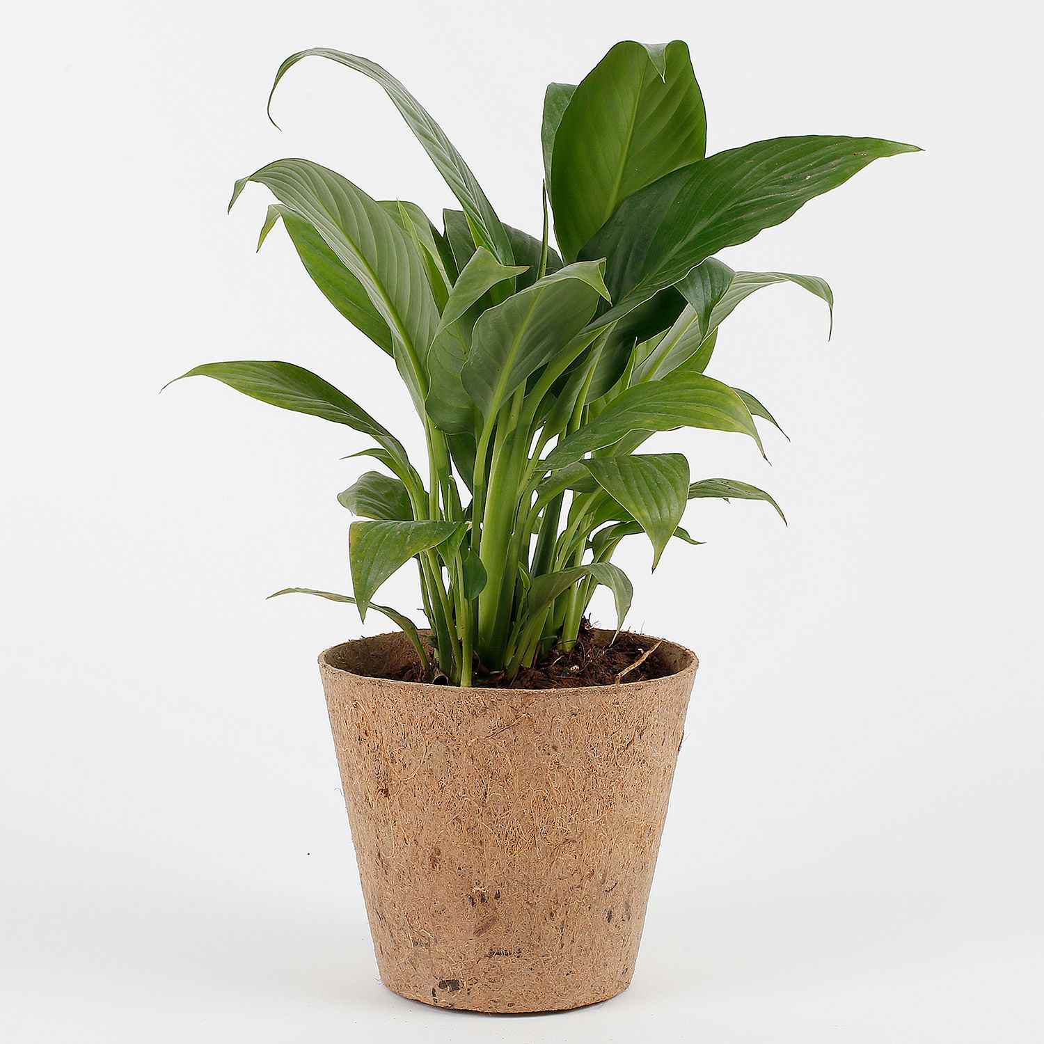 Peace Lily Plant in Coconut Husk Pot | Gift medicinal plant for home ...