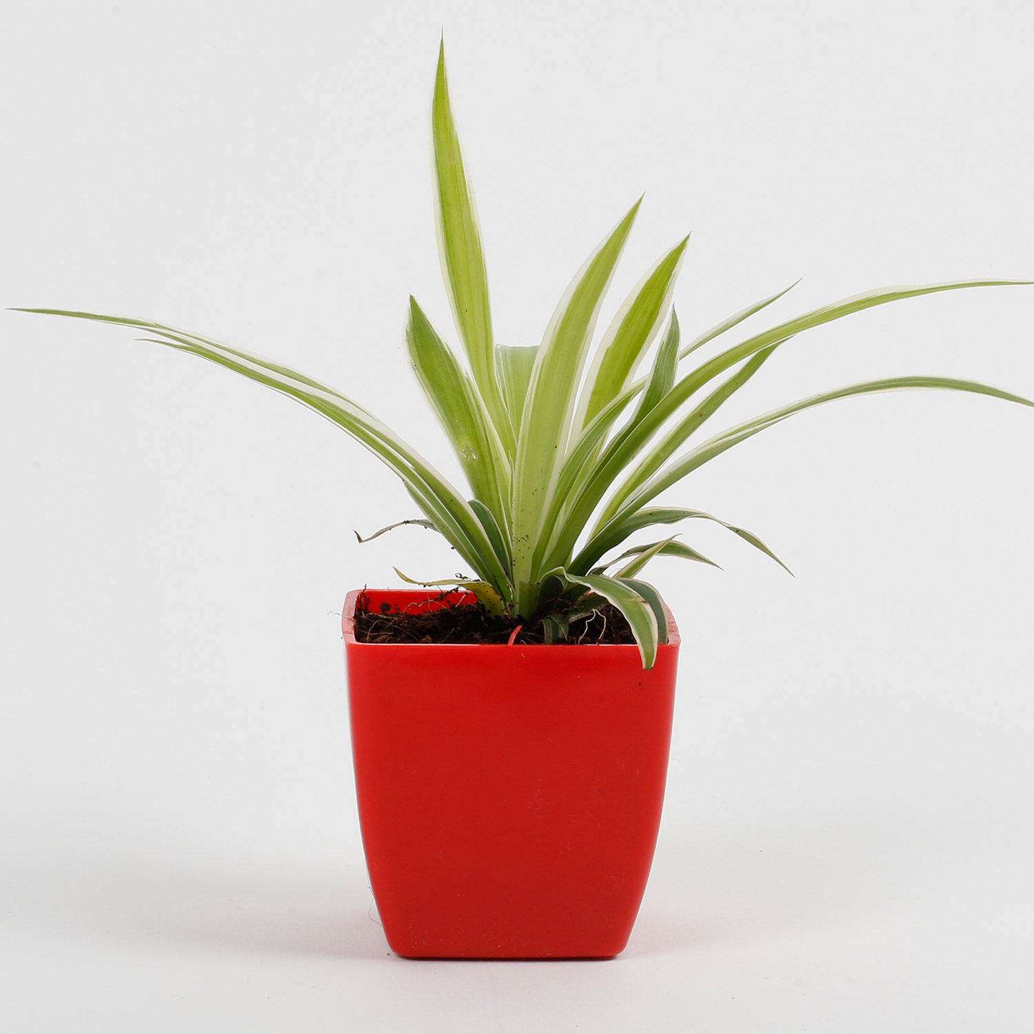 Spider Plant in Imported Plastic Pot Gift spider plant in red blossom