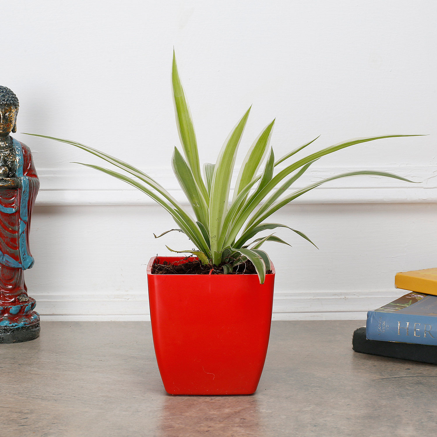 Spider Plant in Imported Plastic Pot Gift spider plant in red blossom