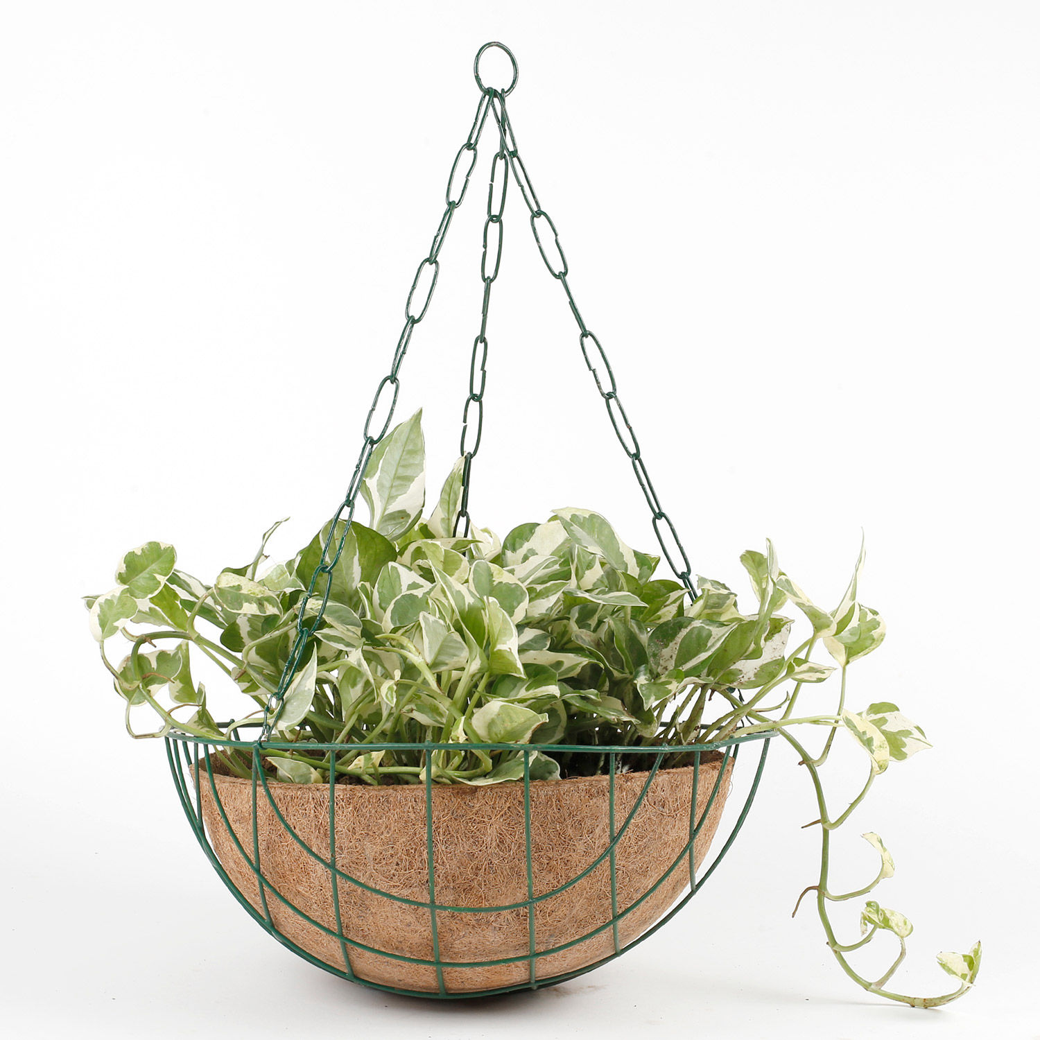 White Pothos Plant in Coconut Husk Pot | Gift pothos plant online ...