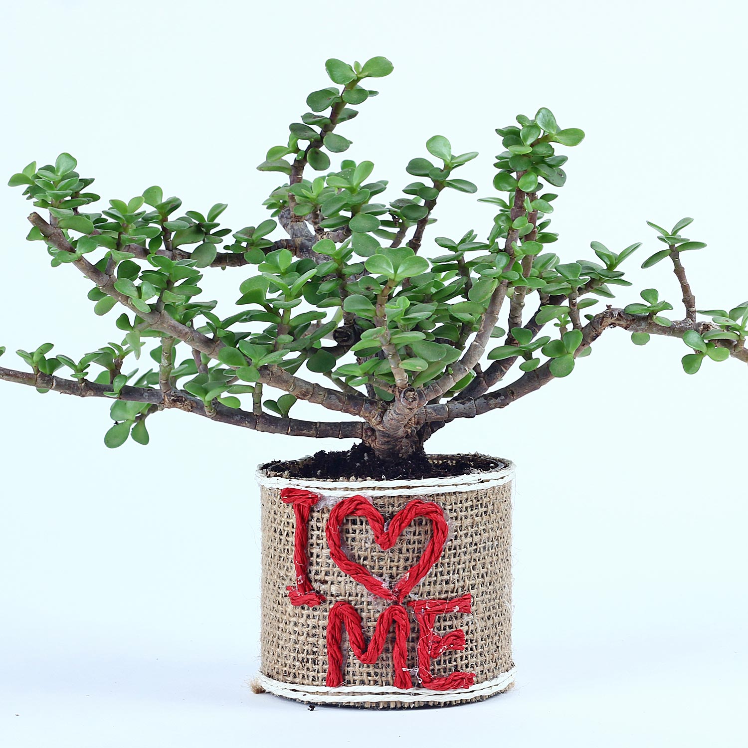 Buy/Send Jute Wrapped Jade Plant In Glass Vase Online Ferns N Petals