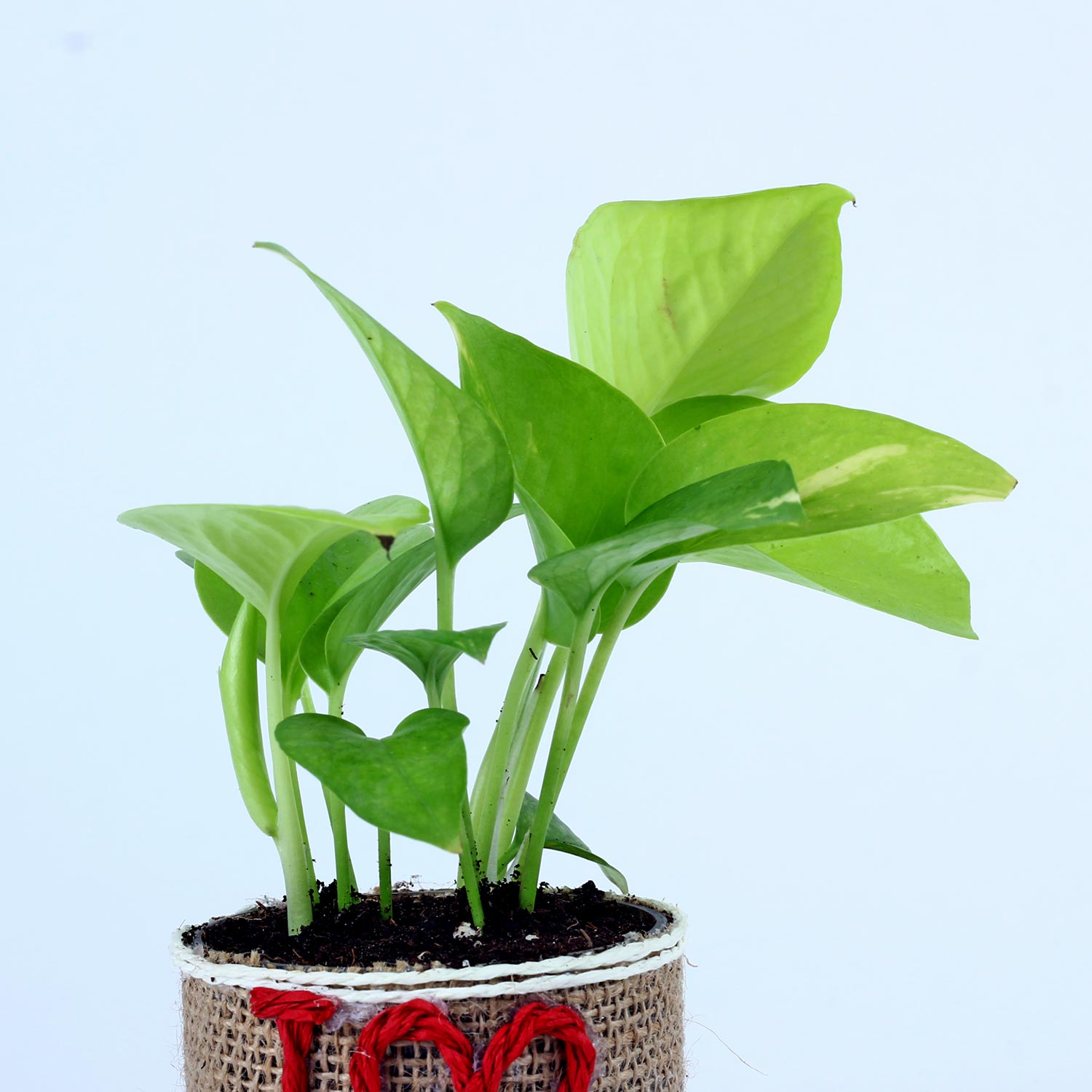 Buy/Send Money Plant In Glass Vase Online Ferns N Petals