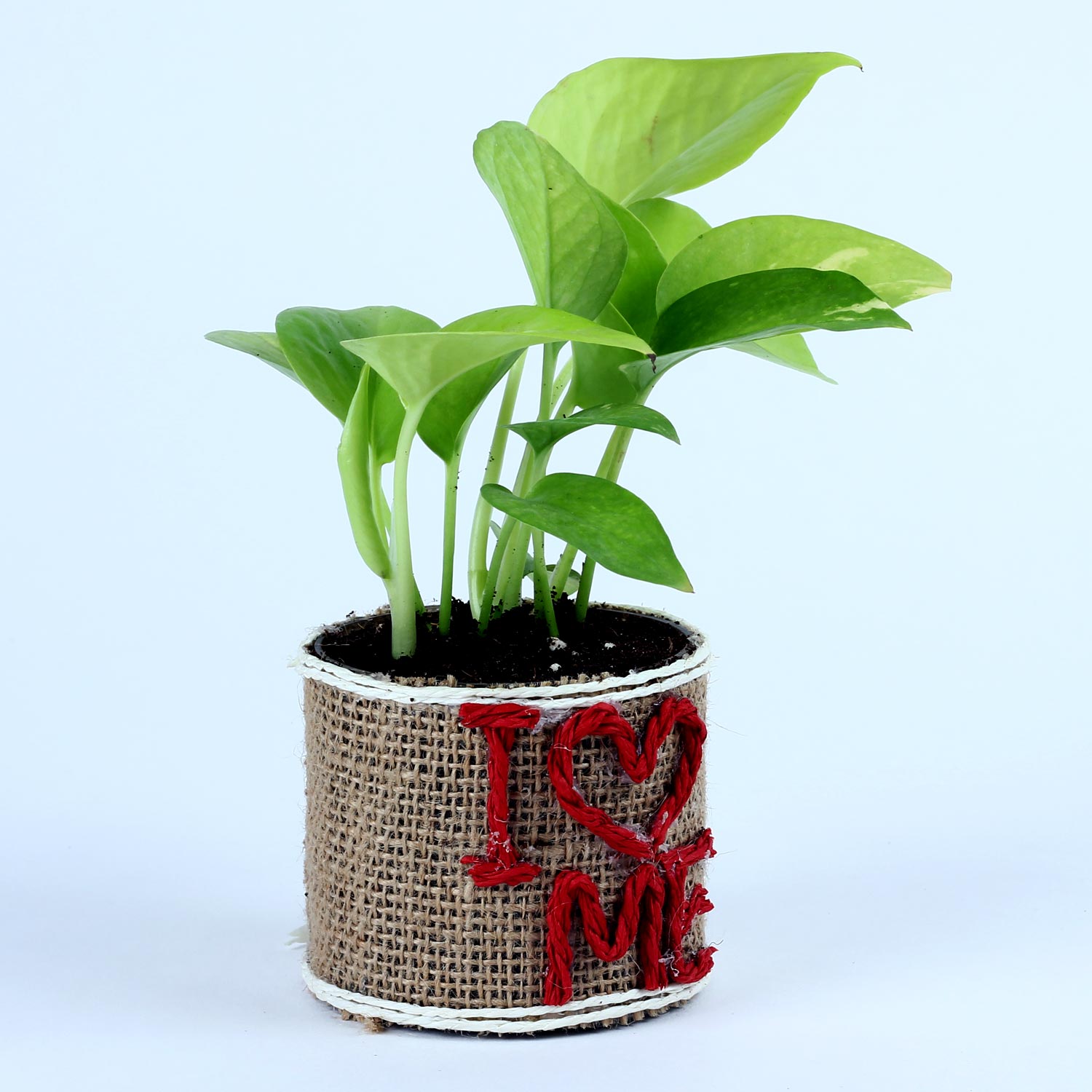 Buy/Send Money Plant In Glass Vase Online Ferns N Petals