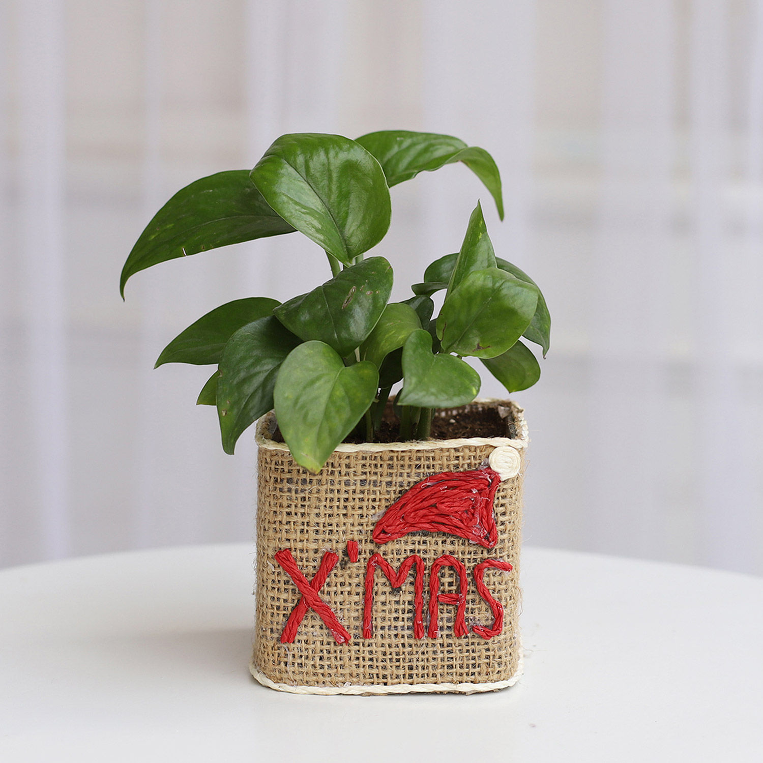 Buy/Send Money Plant in Xmas Glass Vase Online Ferns N Petals