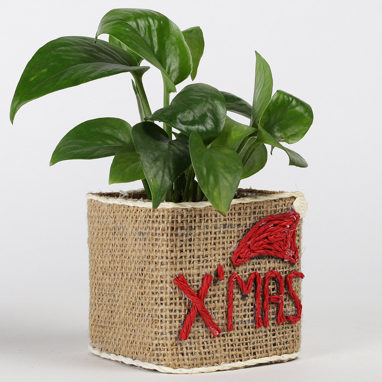 Buy/Send Money Plant in Xmas Glass Vase Online Ferns N Petals