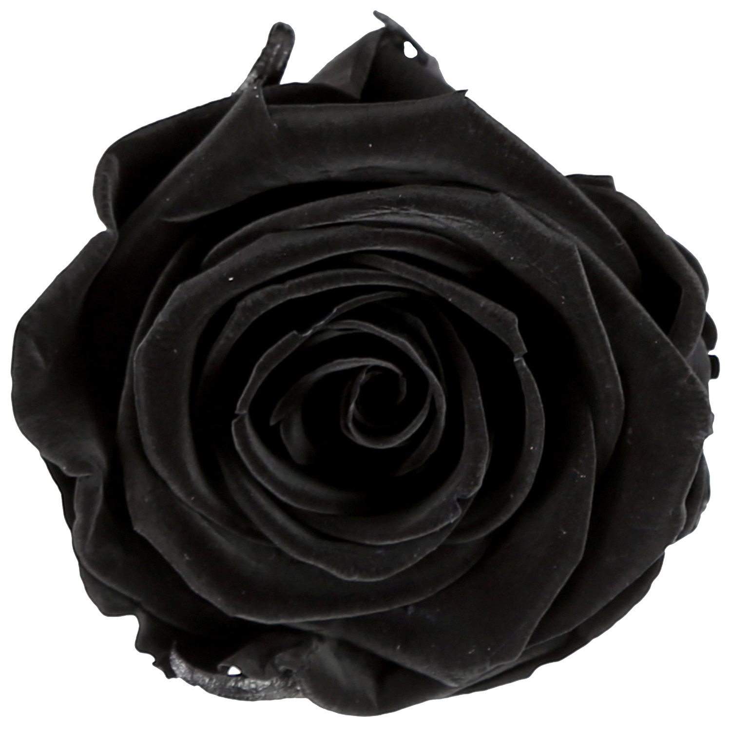 Buy/Send Black Jade- The Forever Black Rose Online- Ferns N Petals