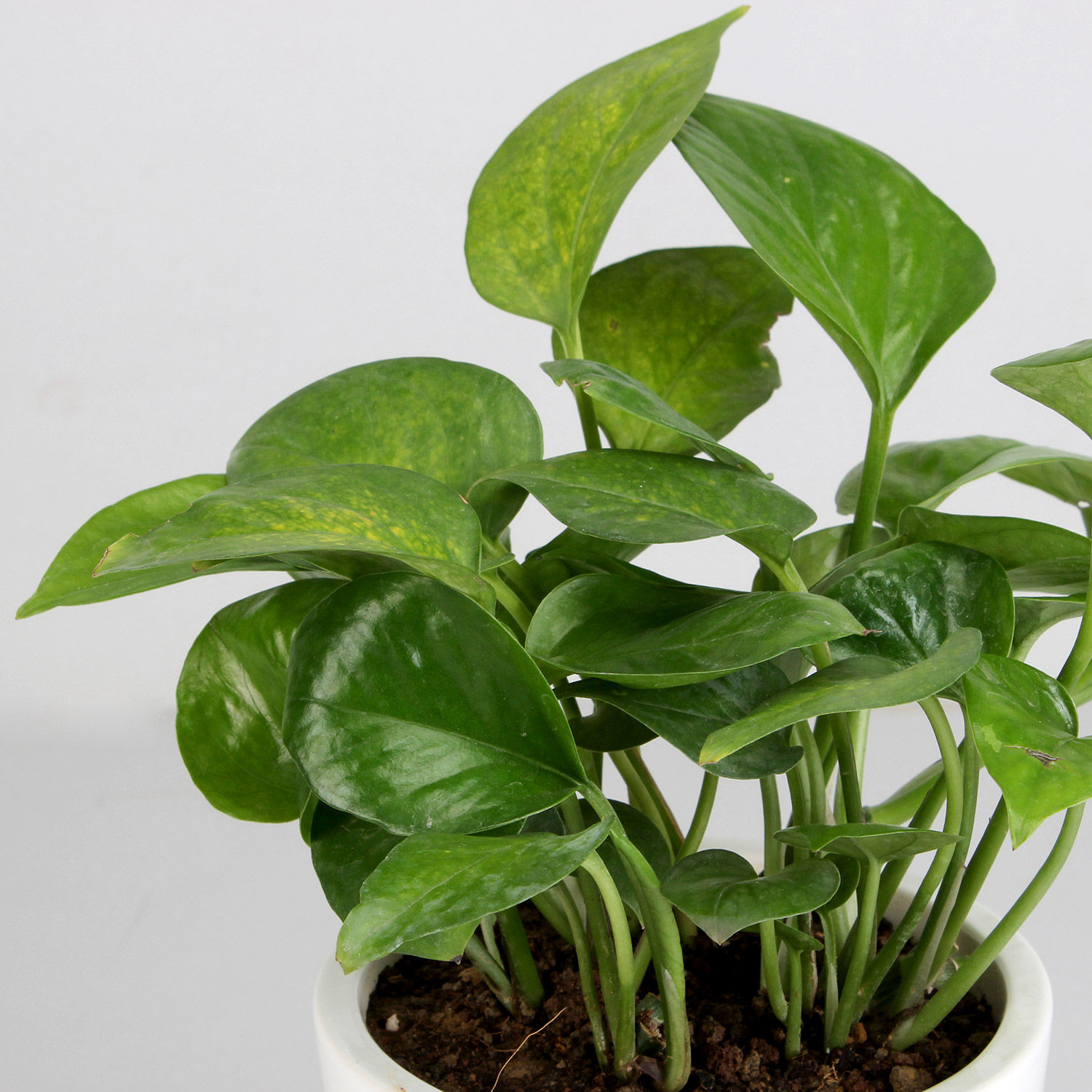 Money Plant in White Ceramic Pot Gift Money Plant for Valentine
