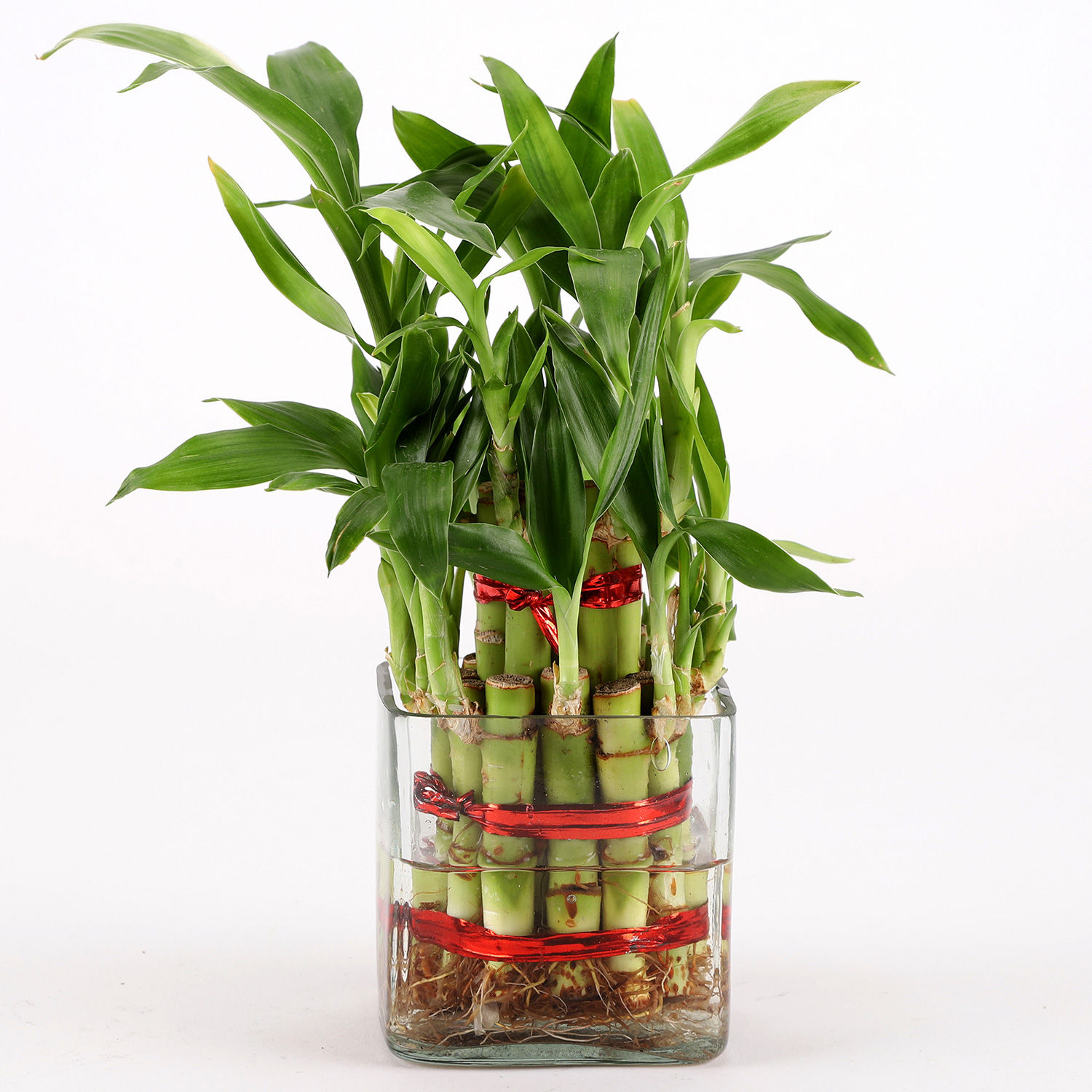 Buy/Send Relaxing Buddha & Bamboo Plant Combo Online Ferns N Petals