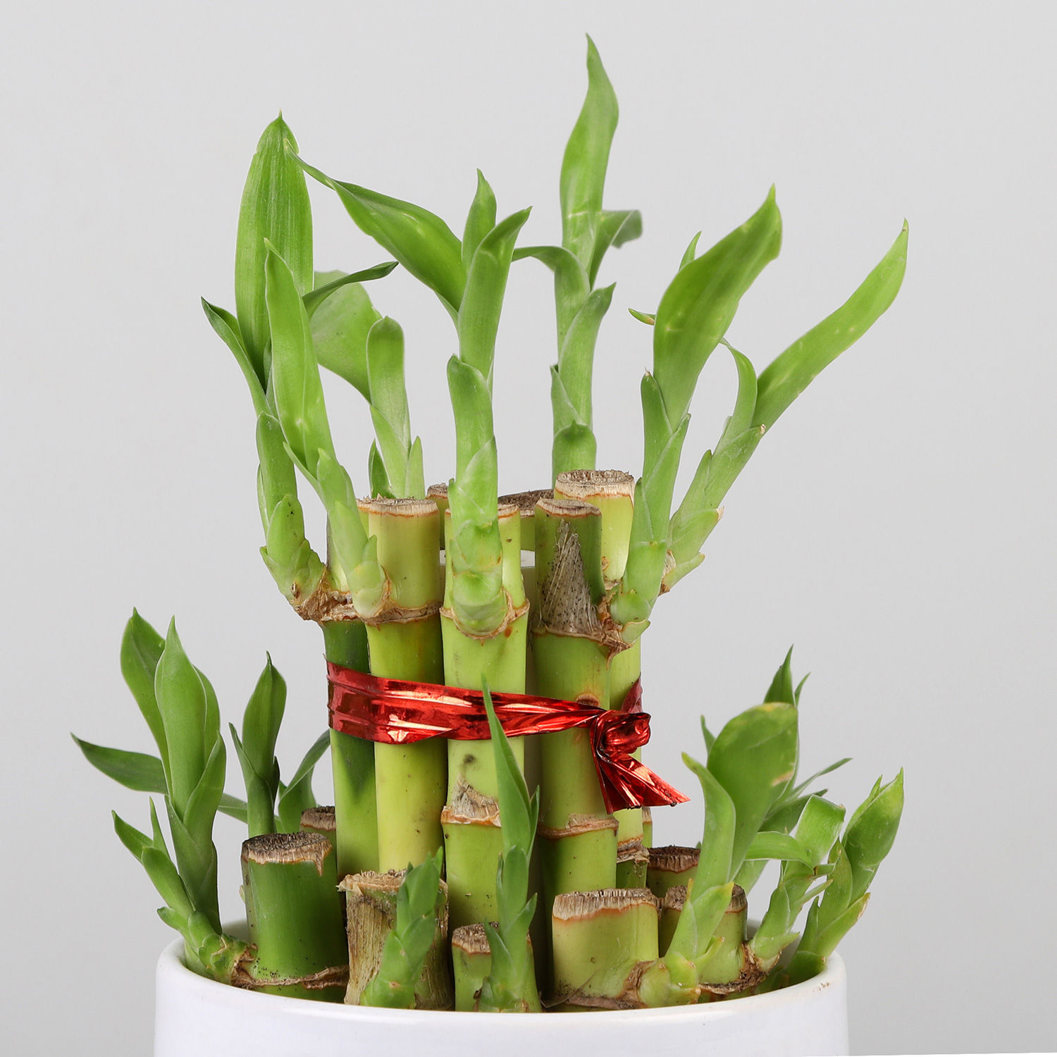 Buy/Send Two Layer Bamboo Plant In Maa Pot Online Ferns N