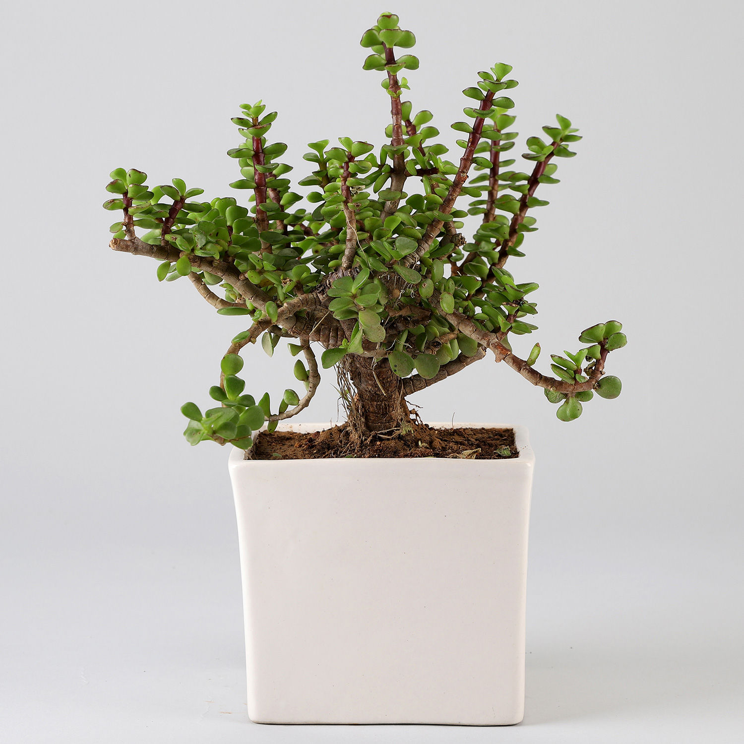 Buy/Send jade plant with white pot for mothers day Online