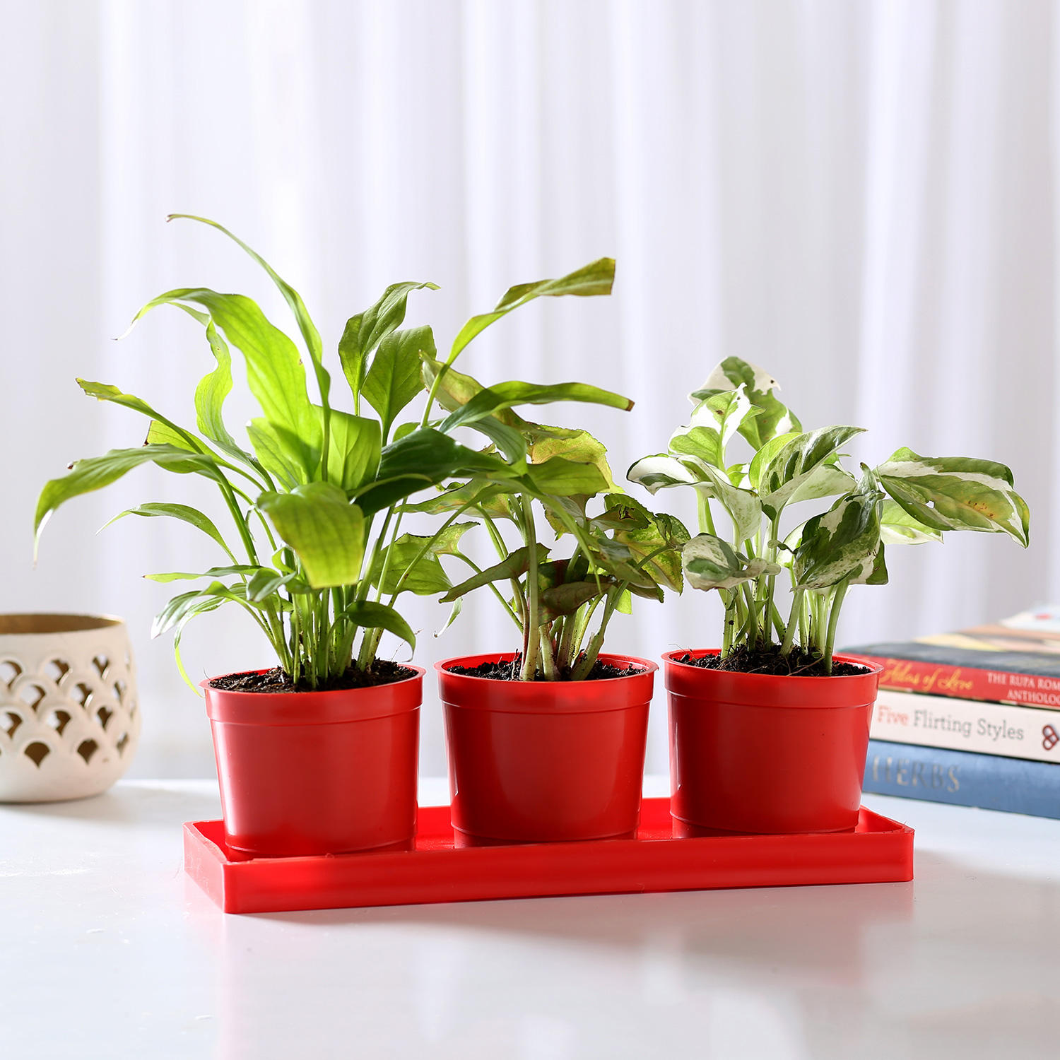 Buy/Send Set of 3 Foliage Plants in Red Pots Online Ferns N Petals