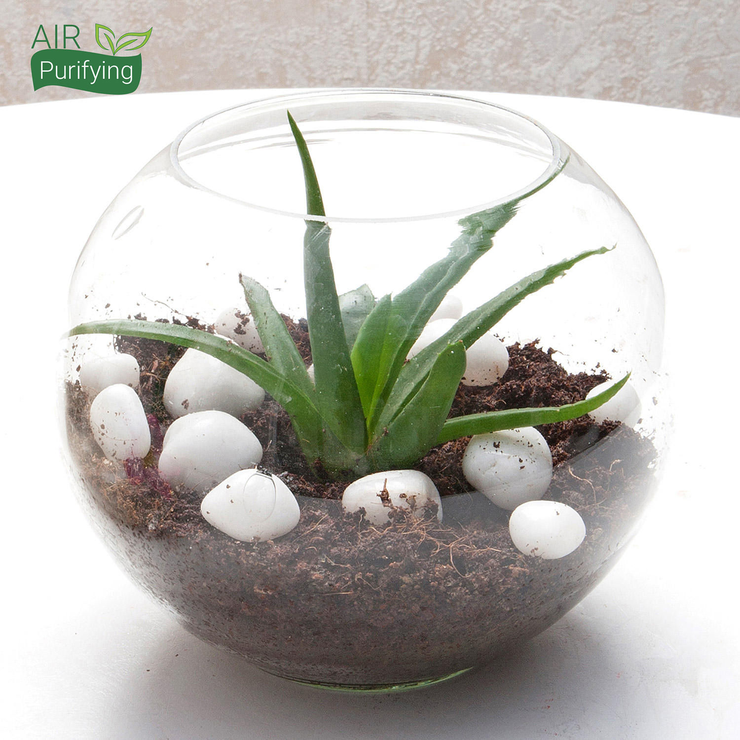 Buy/Send Multipurpose Aloe Vera Plant Terrarium Online Ferns N Petals