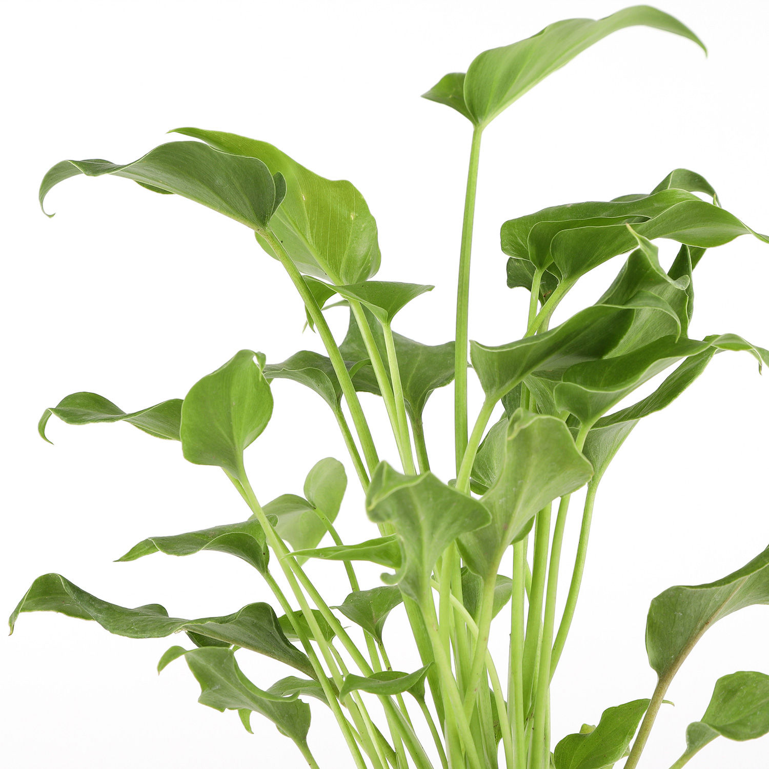 Buy/Send Xanadu Plant In White Foldable Pot Online Ferns N Petals