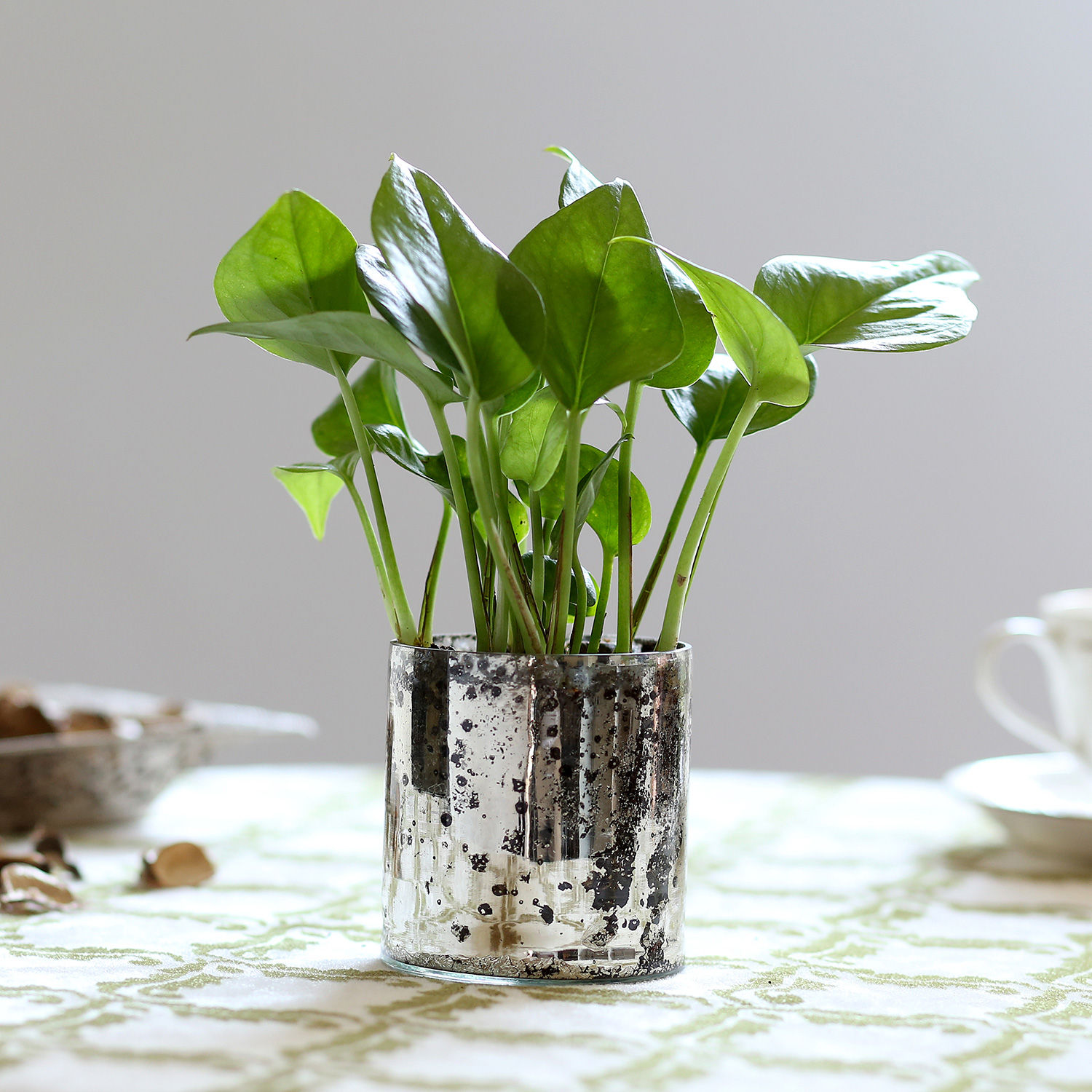 Buy/Send Green Money Plant In Silver Glass Vase Online Ferns N Petals